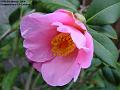 2004-0209camelia